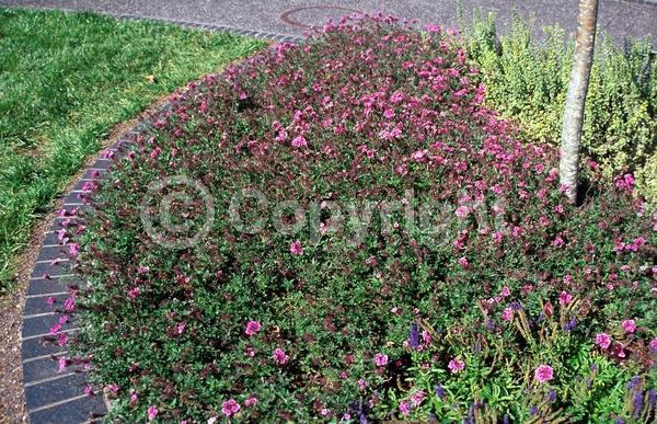 Purple blooms; Pink blooms