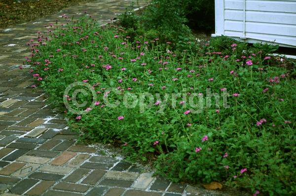 Pink blooms; Lavender blooms; Evergreen; Needles or needle-like leaf; North American Native
