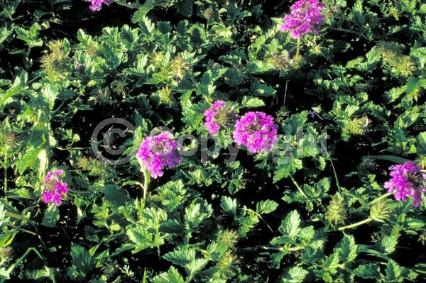 Blue blooms; Purple blooms; Evergreen; Semi-evergreen