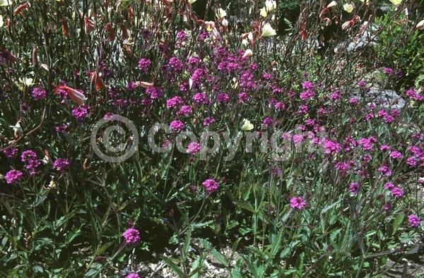 Blue blooms; Purple blooms; Evergreen; Semi-evergreen