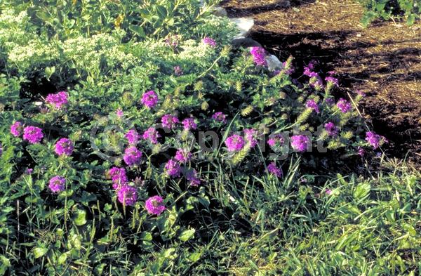 Blue blooms; Purple blooms; Evergreen; Semi-evergreen