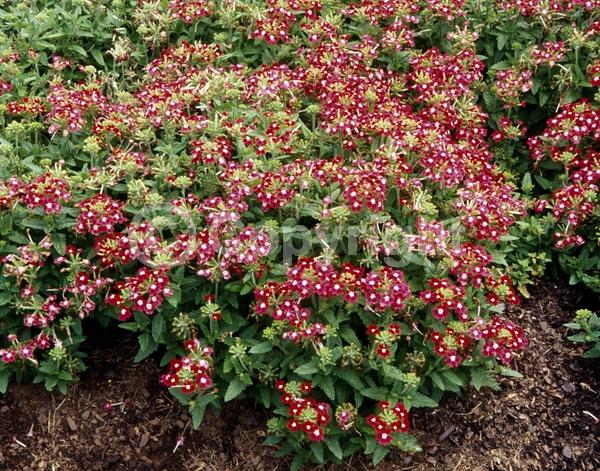 Red blooms; White blooms; Deciduous; Broadleaf