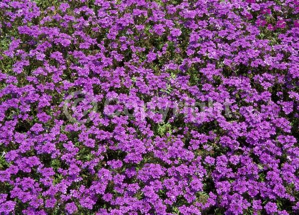 Blue blooms; Purple blooms