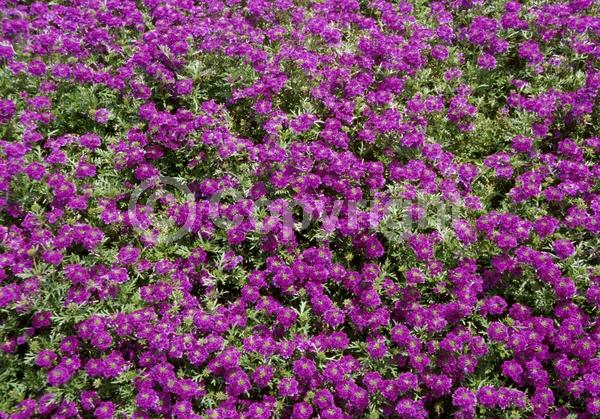 Blue blooms; Purple blooms