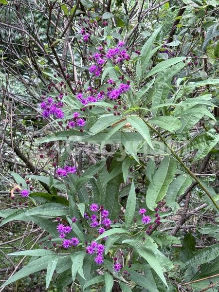 Red blooms; Purple blooms; White blooms; Deciduous; North American Native
