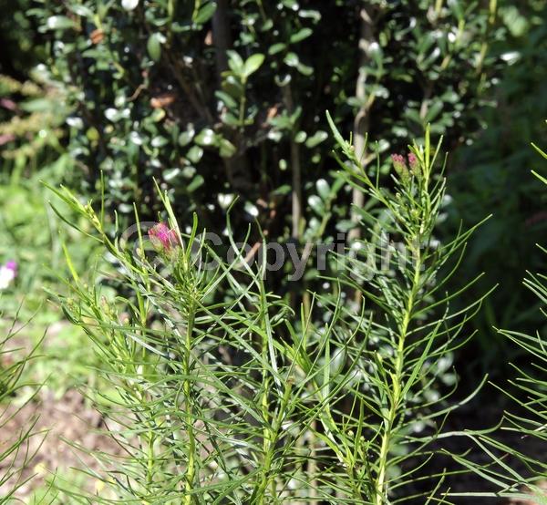 Purple blooms; Deciduous; North American Native