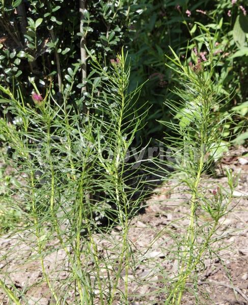 Purple blooms; Deciduous; North American Native