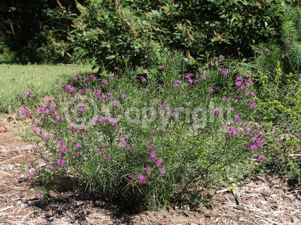 Purple blooms; Deciduous; North American Native