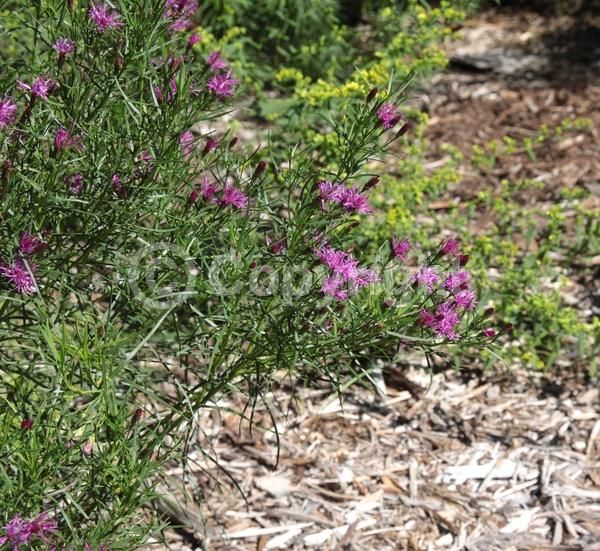 Purple blooms; Deciduous; North American Native