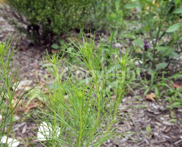 Purple blooms; Deciduous; North American Native