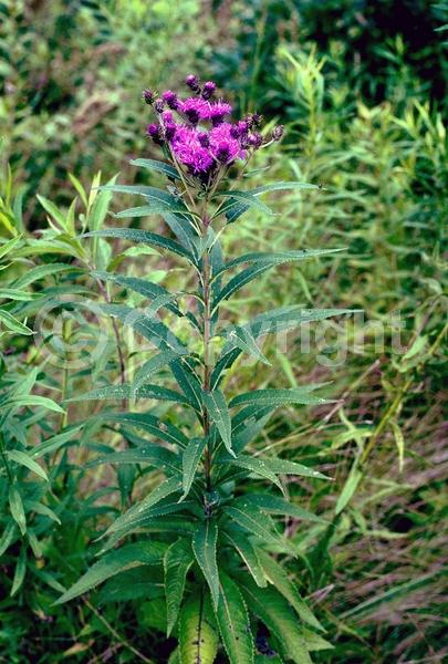 Red blooms; Purple blooms; White blooms; Deciduous; North American Native