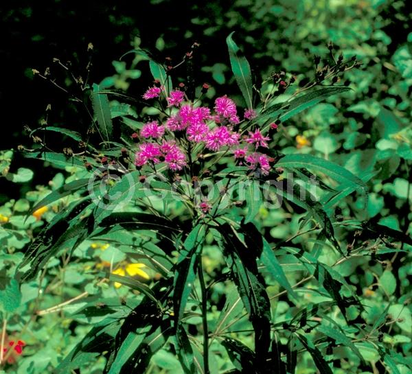 Red blooms; Purple blooms; White blooms; Deciduous; North American Native