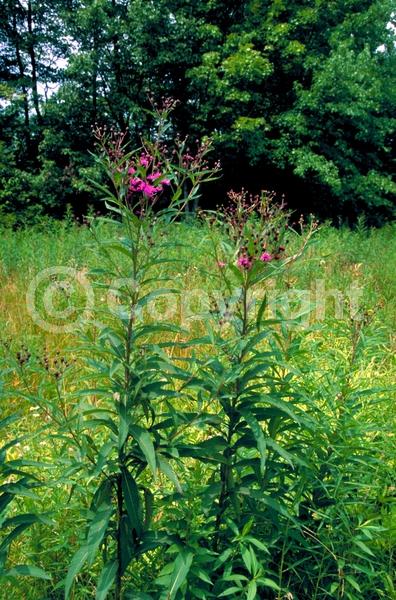 Red blooms; Purple blooms; White blooms; Deciduous; North American Native