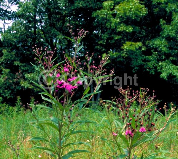 Red blooms; Purple blooms; White blooms; Deciduous; North American Native