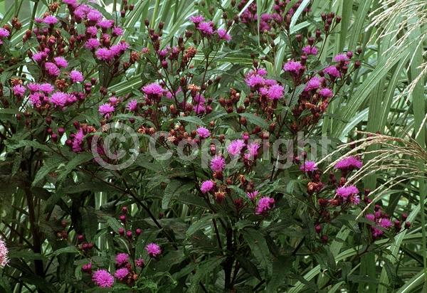 Red blooms; Purple blooms; White blooms; Deciduous; North American Native