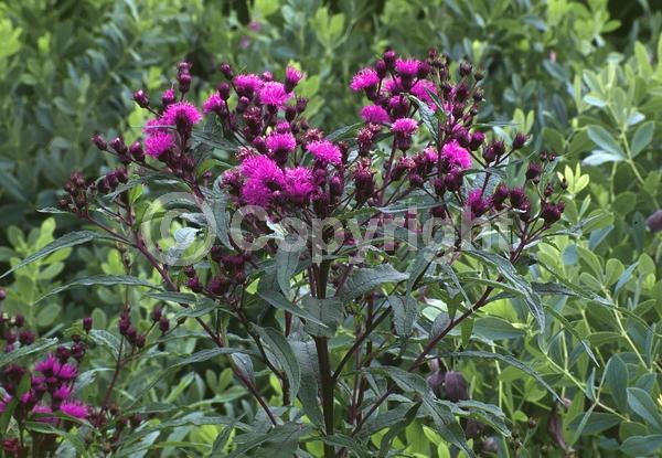 Red blooms; Purple blooms; White blooms; Deciduous; North American Native
