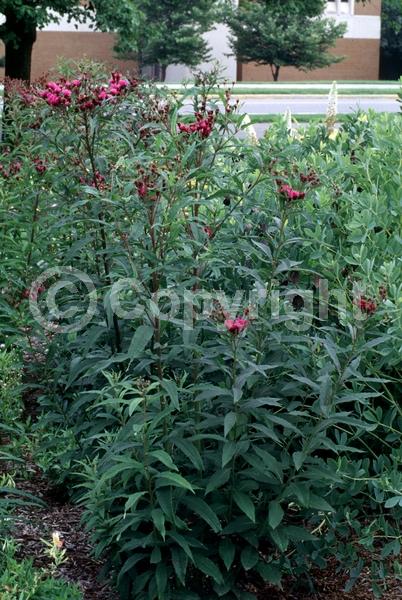 Red blooms; Purple blooms; White blooms; Deciduous; North American Native