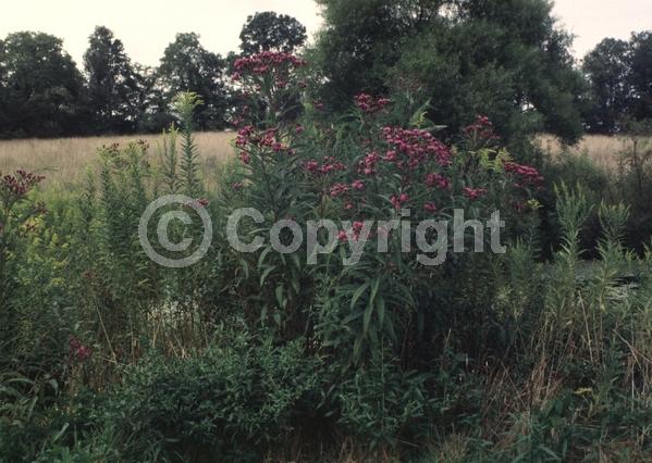 Red blooms; Purple blooms; White blooms; Deciduous; North American Native