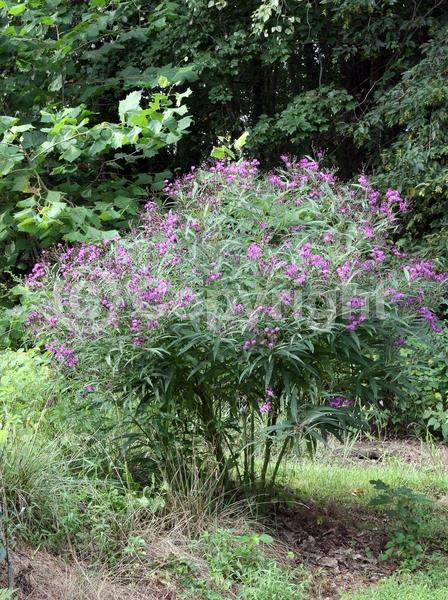 Red blooms; Purple blooms; White blooms; Deciduous; North American Native