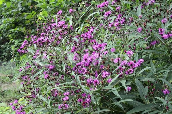 Red blooms; Purple blooms; White blooms; Deciduous; North American Native