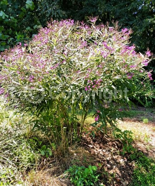 Red blooms; Purple blooms; White blooms; Deciduous; North American Native