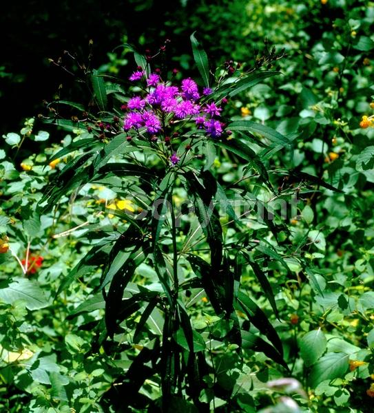 Red blooms; Purple blooms; White blooms; Deciduous; North American Native