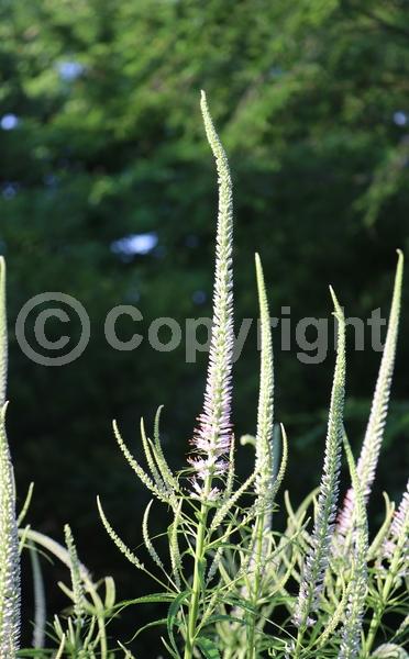 Blue blooms; White blooms; Pink blooms; North American Native