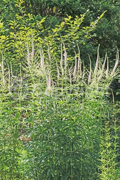 Blue blooms; White blooms; Pink blooms; North American Native