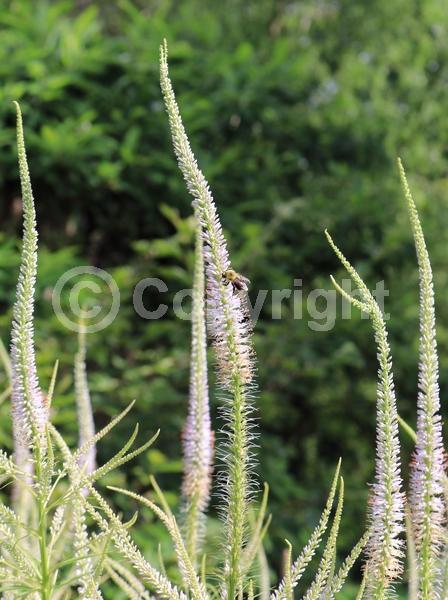 Blue blooms; White blooms; Pink blooms; North American Native