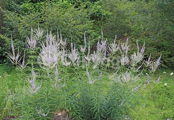 Blue blooms; White blooms; Pink blooms; North American Native