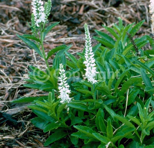 White blooms; Semi-evergreen