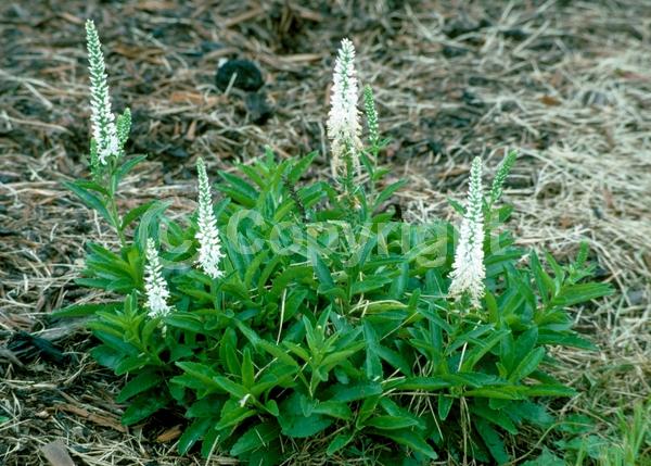 White blooms; Semi-evergreen