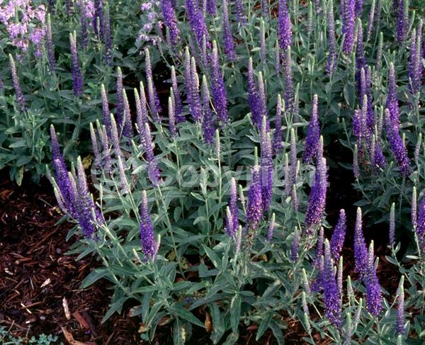 Blue blooms; Deciduous; Broadleaf