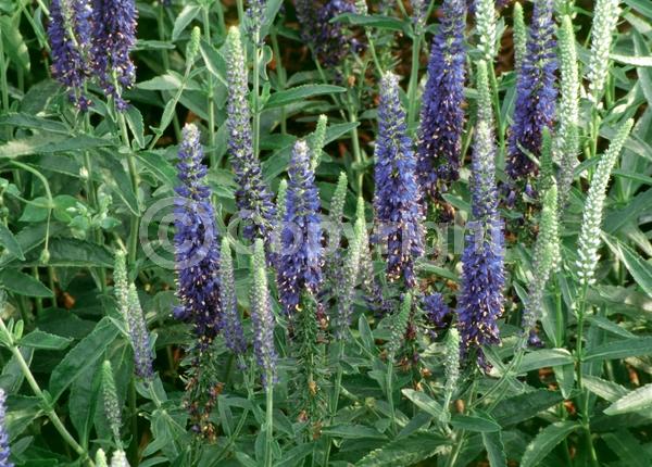 Blue blooms; Deciduous; Broadleaf