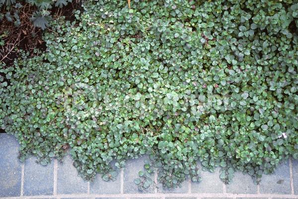 Lavender blooms; Evergreen