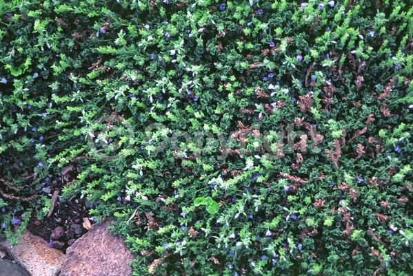 Blue blooms; Evergreen