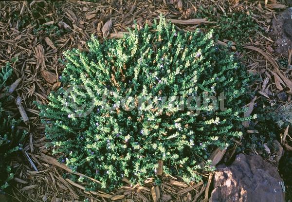 Blue blooms; Evergreen