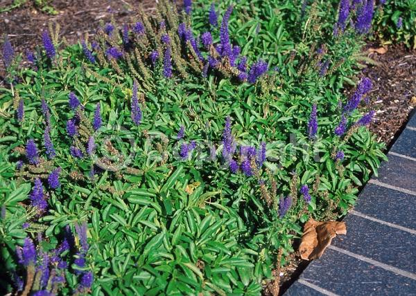 Blue blooms; Deciduous; Broadleaf