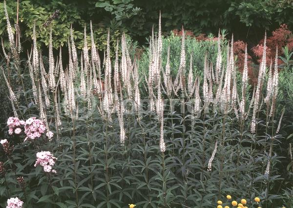 White blooms; Lavender blooms; North American Native