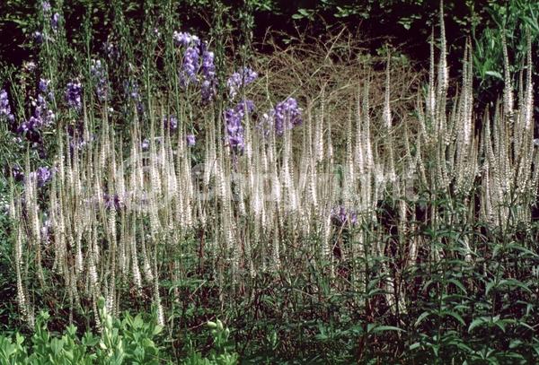 White blooms; Lavender blooms; North American Native