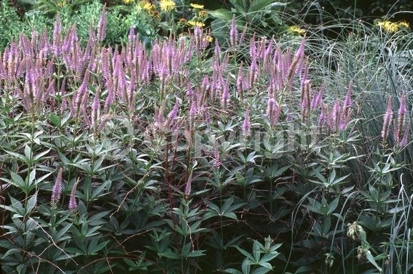 Blue blooms; Lavender blooms; North American Native