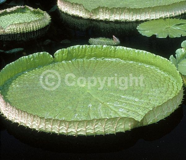 White blooms; Evergreen; Broadleaf