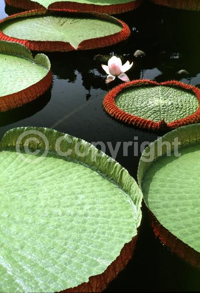 White blooms; Evergreen; Broadleaf