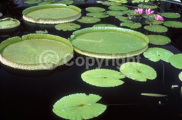White blooms; Evergreen; Broadleaf