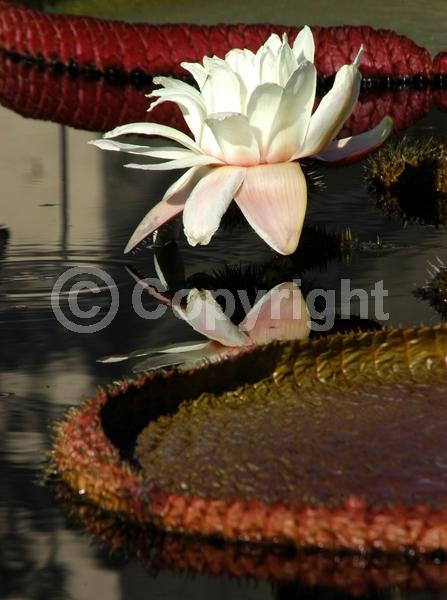 White blooms; Evergreen