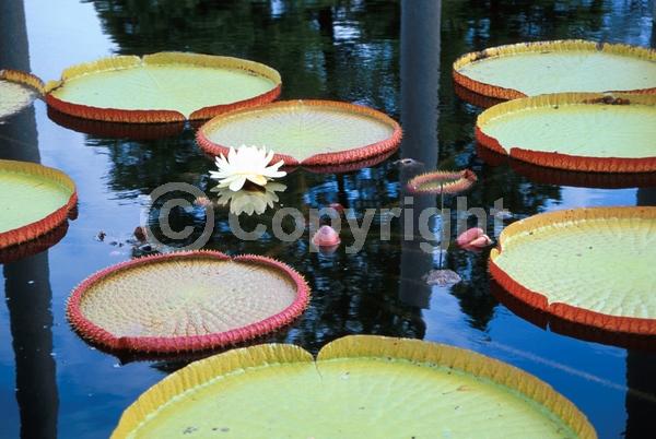 White blooms; Evergreen