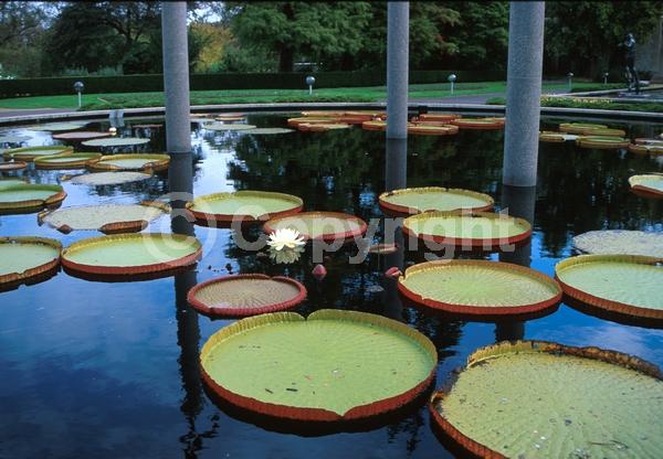 White blooms; Evergreen