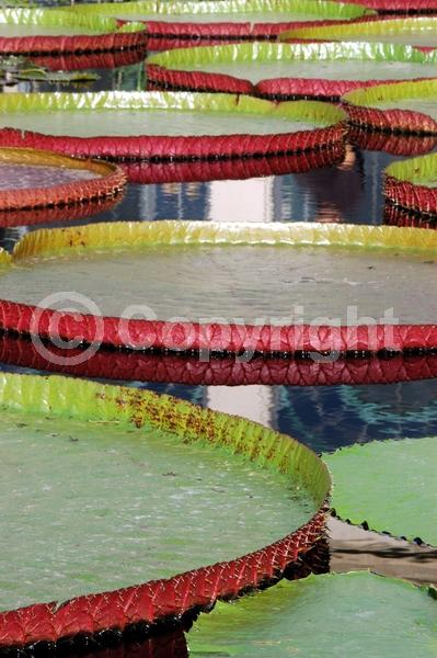 White blooms; Evergreen