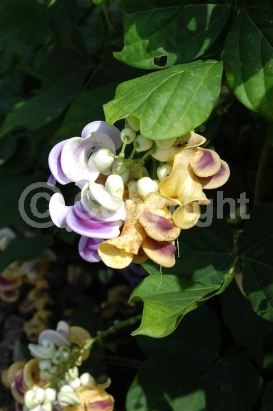 Lavender blooms; Deciduous
