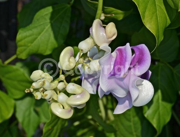 Lavender blooms; Deciduous